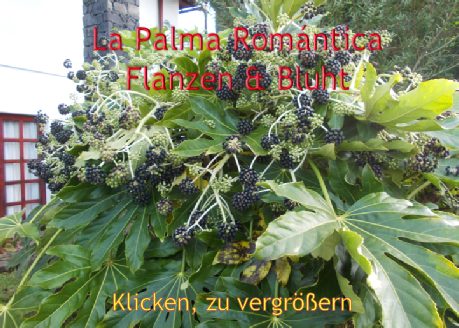 Klicken, zu vergrößern

